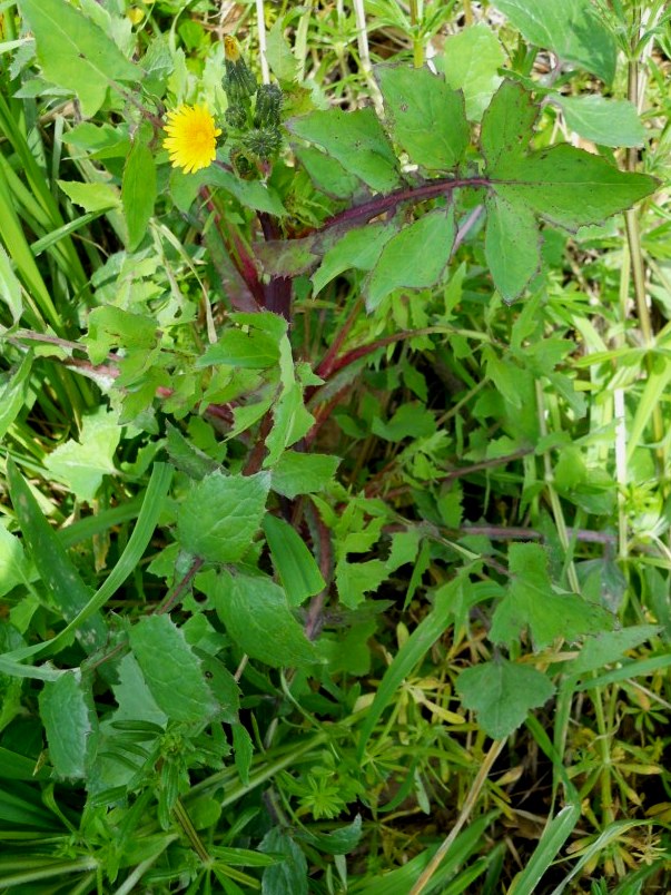 asterace 2 - Sonchus sp.